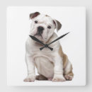Recherche de bouledogue horloges Animaux
