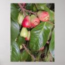 Recherche de pomme ii Fruit