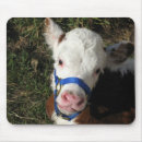 Recherche de hereford tapis souris Veau