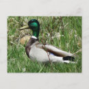 Recherche de herbe cartes postales Photographie de la nature