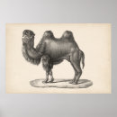 Recherche de dromadaire posters Animaux