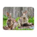 Recherche de deux lapins vœux cartes Printemps