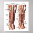 Recherche de biologie humaine posters Anatomie