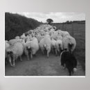 Recherche de berger moutons art Chien