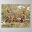 Recherche de velo posters Mammifère