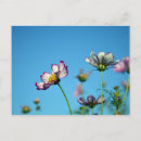 Zoek naar bloem lucht briefkaarten Zomer