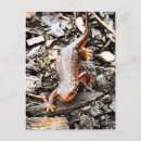 Recherche de salamandre cartes postales Nature