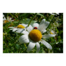 Recherche de coccinelle posters Fleurs