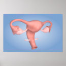 Recherche de vagin posters Anatomie