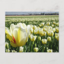 Recherche de tulipes blanches cartes postales Pour tous