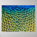 Recherche de peacock feather art Nature