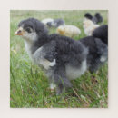 Recherche de volaille de jeu puzzles Nature