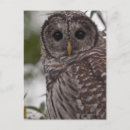 Zoek naar strix posters Veer