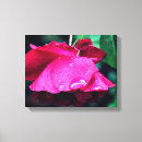 Zoek naar regen kunst Roos