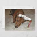 Recherche de teckel cartes postales Dachsie