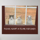 Zoek naar grappige kattenfoto posters Schattig
