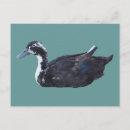 Recherche de animal cartes postales Canard
