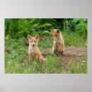 Zoek naar baby vossen posters Schattige dieren