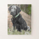 Recherche de chiot labrador puzzles Animal