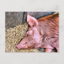 Zoek naar pig briefkaarten Boerderij