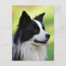 Recherche de chien de border collie cartes postales Animal de compagnie