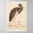 Zoek naar ooievaar posters Vogel