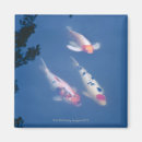 Recherche de carpe koi magnets Extérieur