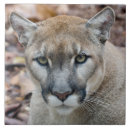 Recherche de espèces carreaux En danger