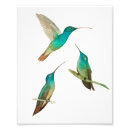 Zoek naar vogeltje posters Natuur
