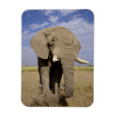 Zoek naar kenia magneten Natuur