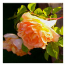 Recherche de rose orange posters Pêche