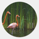 Recherche de flamingo autocollants Plage