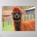 Recherche de visage de lama posters Ferme