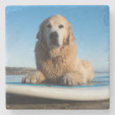 Recherche de golden retriever Plage