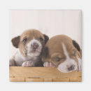 Recherche de deux animaux magnets Chien