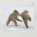 Recherche de singe cartes postales Japon