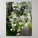 Recherche de fleurs de cerisier blanches posters Photographie