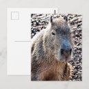 Recherche de animaux sauvages cartes postales Animal