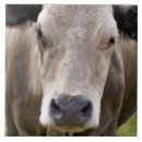 Recherche de bovin carreaux Mignon