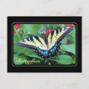 Recherche de papillon à queue jaune cartes postales Noir