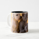 Recherche de chiot teckel tasses Chaton