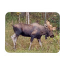 Recherche de collier magnets Pour lui