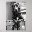 Recherche de grand nez posters Chien