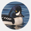 Recherche de canards blancs autocollants Sauvagine