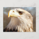 Recherche de aigle chauve cartes postales Aigles