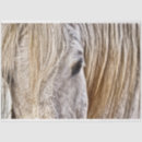 Recherche de grange de cheval Poney
