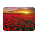 Recherche de jardin botanique magnets Tulipe