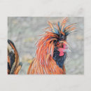 Recherche de polonais cartes postales Poulet