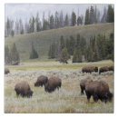 Recherche de bison de bison carreaux Animaux