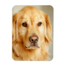 Recherche de goldene retriever magnete Animal